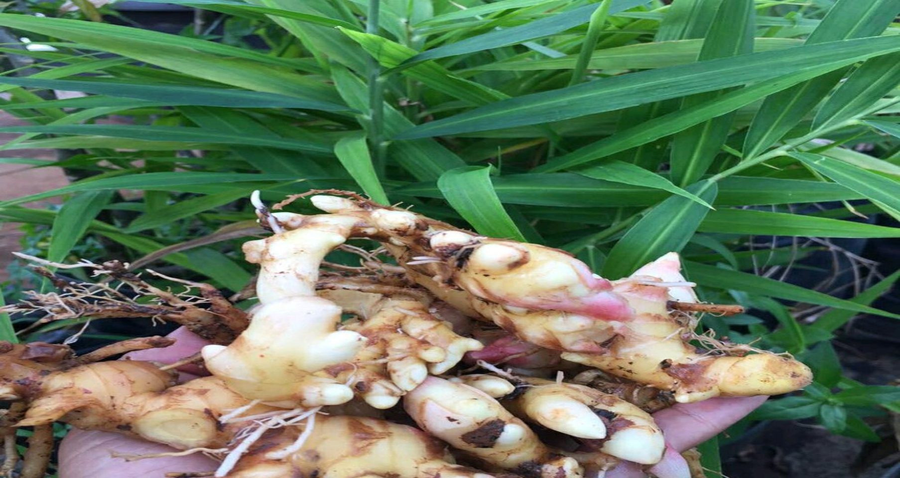 Khasiat Jahe, Luar Biasa untuk Kesehatan Khasiat Jahe, Luar Biasa untuk Kesehatan